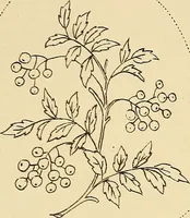 Picture 289 of 346 from Briggs & Co.'s patent transferring papers : patented for the United States of America (1880), leaf 176