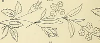 Picture 24 of 346 from Briggs & Co.'s patent transferring papers : patented for the United States of America (1880), leaf 19