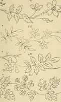 Picture 25 of 346 from Briggs & Co.'s patent transferring papers : patented for the United States of America (1880), leaf 20