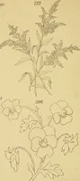 Picture 346 of 346 from Briggs & Co.'s patent transferring papers : patented for the United States of America (1880), leaf 205