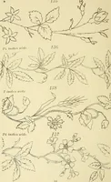 Picture 26 of 346 from Briggs & Co.'s patent transferring papers : patented for the United States of America (1880), leaf 21