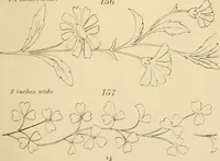 Picture 29 of 346 from Briggs & Co.'s patent transferring papers : patented for the United States of America (1880), leaf 22