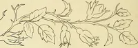 An illustration from Briggs & Co.'s patent transferring papers : patented for the United States of America (1880)