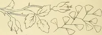 An illustration from Briggs & Co.'s patent transferring papers : patented for the United States of America (1880)