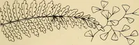 Picture 41 of 346 from Briggs & Co.'s patent transferring papers : patented for the United States of America (1880), leaf 26