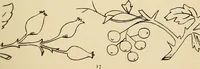 Picture 43 of 346 from Briggs & Co.'s patent transferring papers : patented for the United States of America (1880), leaf 26