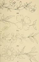 Picture 45 of 346 from Briggs & Co.'s patent transferring papers : patented for the United States of America (1880), leaf 28
