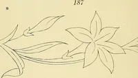 An illustration from Briggs & Co.'s patent transferring papers : patented for the United States of America (1880)
