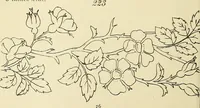 Picture 60 of 346 from Briggs & Co.'s patent transferring papers : patented for the United States of America (1880), leaf 35