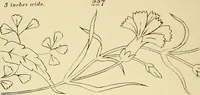 Picture 64 of 346 from Briggs & Co.'s patent transferring papers : patented for the United States of America (1880), leaf 37