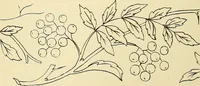 Picture 66 of 346 from Briggs & Co.'s patent transferring papers : patented for the United States of America (1880), leaf 37