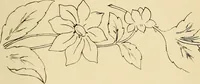 Picture 68 of 346 from Briggs & Co.'s patent transferring papers : patented for the United States of America (1880), leaf 38
