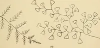 Picture 69 of 346 from Briggs & Co.'s patent transferring papers : patented for the United States of America (1880), leaf 38