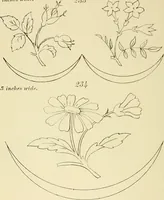 Picture 70 of 346 from Briggs & Co.'s patent transferring papers : patented for the United States of America (1880), leaf 39