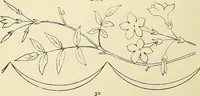 Picture 71 of 346 from Briggs & Co.'s patent transferring papers : patented for the United States of America (1880), leaf 39