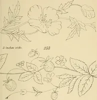 Picture 72 of 346 from Briggs & Co.'s patent transferring papers : patented for the United States of America (1880), leaf 40