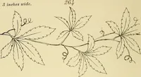 Picture 74 of 346 from Briggs & Co.'s patent transferring papers : patented for the United States of America (1880), leaf 41