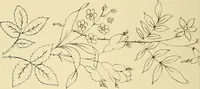 Picture 75 of 346 from Briggs & Co.'s patent transferring papers : patented for the United States of America (1880), leaf 41
