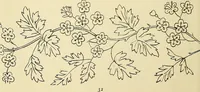 Picture 76 of 346 from Briggs & Co.'s patent transferring papers : patented for the United States of America (1880), leaf 41