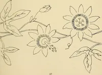 Picture 90 of 346 from Briggs & Co.'s patent transferring papers : patented for the United States of America (1880), leaf 50