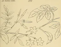 Picture 93 of 346 from Briggs & Co.'s patent transferring papers : patented for the United States of America (1880), leaf 52