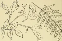 Picture 95 of 346 from Briggs & Co.'s patent transferring papers : patented for the United States of America (1880), leaf 53