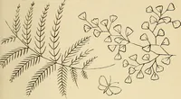 Picture 97 of 346 from Briggs & Co.'s patent transferring papers : patented for the United States of America (1880), leaf 54