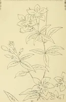 An illustration from Briggs & Co.'s patent transferring papers : patented for the United States of America (1880)