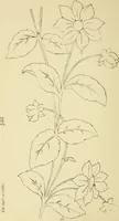 Picture 114 of 346 from Briggs & Co.'s patent transferring papers : patented for the United States of America (1880), leaf 65