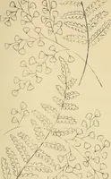 Picture 115 of 346 from Briggs & Co.'s patent transferring papers : patented for the United States of America (1880), leaf 66