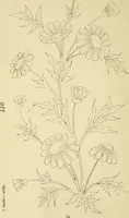 Picture 119 of 346 from Briggs & Co.'s patent transferring papers : patented for the United States of America (1880), leaf 69