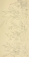 Picture 120 of 346 from Briggs & Co.'s patent transferring papers : patented for the United States of America (1880), leaf 70