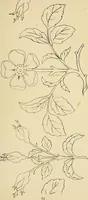Picture 122 of 346 from Briggs & Co.'s patent transferring papers : patented for the United States of America (1880), leaf 72
