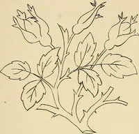 Picture 125 of 346 from Briggs & Co.'s patent transferring papers : patented for the United States of America (1880), leaf 74
