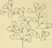 Picture 127 of 346 from Briggs & Co.'s patent transferring papers : patented for the United States of America (1880), leaf 75