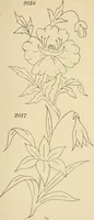 Picture 132 of 346 from Briggs & Co.'s patent transferring papers : patented for the United States of America (1880), leaf 78