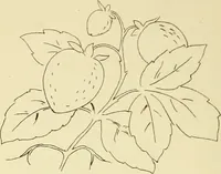 Picture 133 of 346 from Briggs & Co.'s patent transferring papers : patented for the United States of America (1880), leaf 79