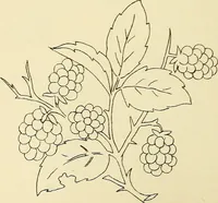Picture 134 of 346 from Briggs & Co.'s patent transferring papers : patented for the United States of America (1880), leaf 79