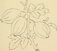 Picture 136 of 346 from Briggs & Co.'s patent transferring papers : patented for the United States of America (1880), leaf 80