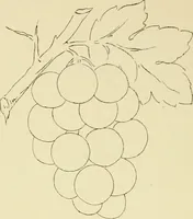 Picture 137 of 346 from Briggs & Co.'s patent transferring papers : patented for the United States of America (1880), leaf 81