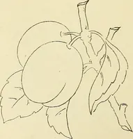 An illustration from Briggs & Co.'s patent transferring papers : patented for the United States of America (1880)