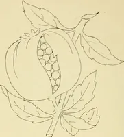 Picture 141 of 346 from Briggs & Co.'s patent transferring papers : patented for the United States of America (1880), leaf 83