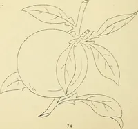 Picture 142 of 346 from Briggs & Co.'s patent transferring papers : patented for the United States of America (1880), leaf 83