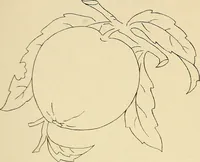 Picture 143 of 346 from Briggs & Co.'s patent transferring papers : patented for the United States of America (1880), leaf 84