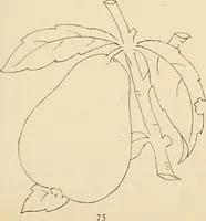 Picture 144 of 346 from Briggs & Co.'s patent transferring papers : patented for the United States of America (1880), leaf 84
