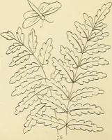 Picture 146 of 346 from Briggs & Co.'s patent transferring papers : patented for the United States of America (1880), leaf 85