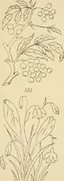 Picture 147 of 346 from Briggs & Co.'s patent transferring papers : patented for the United States of America (1880), leaf 86