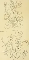 Picture 148 of 346 from Briggs & Co.'s patent transferring papers : patented for the United States of America (1880), leaf 87