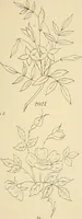 Picture 153 of 346 from Briggs & Co.'s patent transferring papers : patented for the United States of America (1880), leaf 90