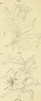 Picture 154 of 346 from Briggs & Co.'s patent transferring papers : patented for the United States of America (1880), leaf 91